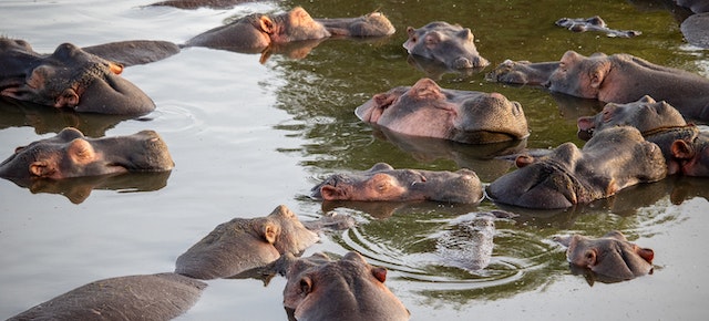 A Bloat of Resting Hippopotamuses small